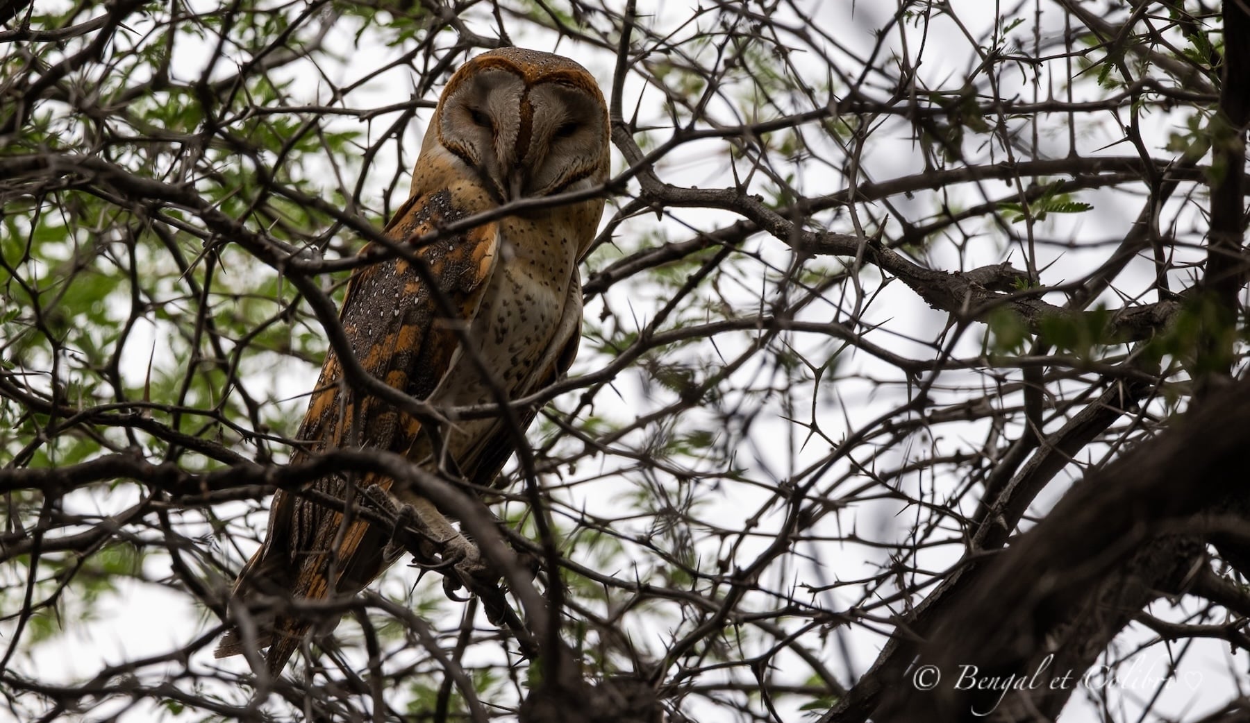 Botswana