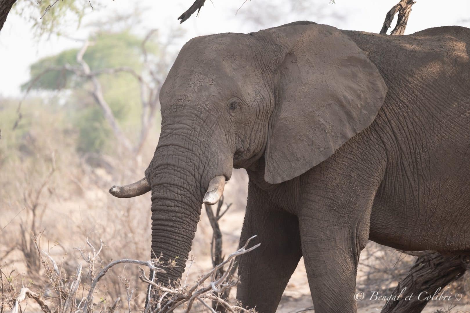 Botswana