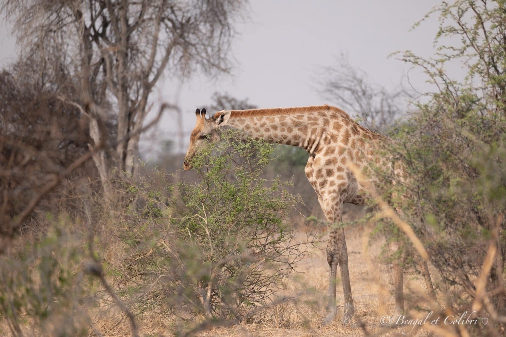Botswana