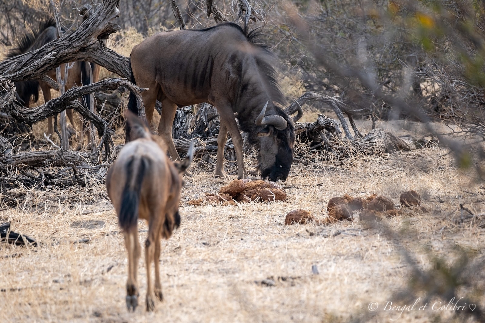 Botswana