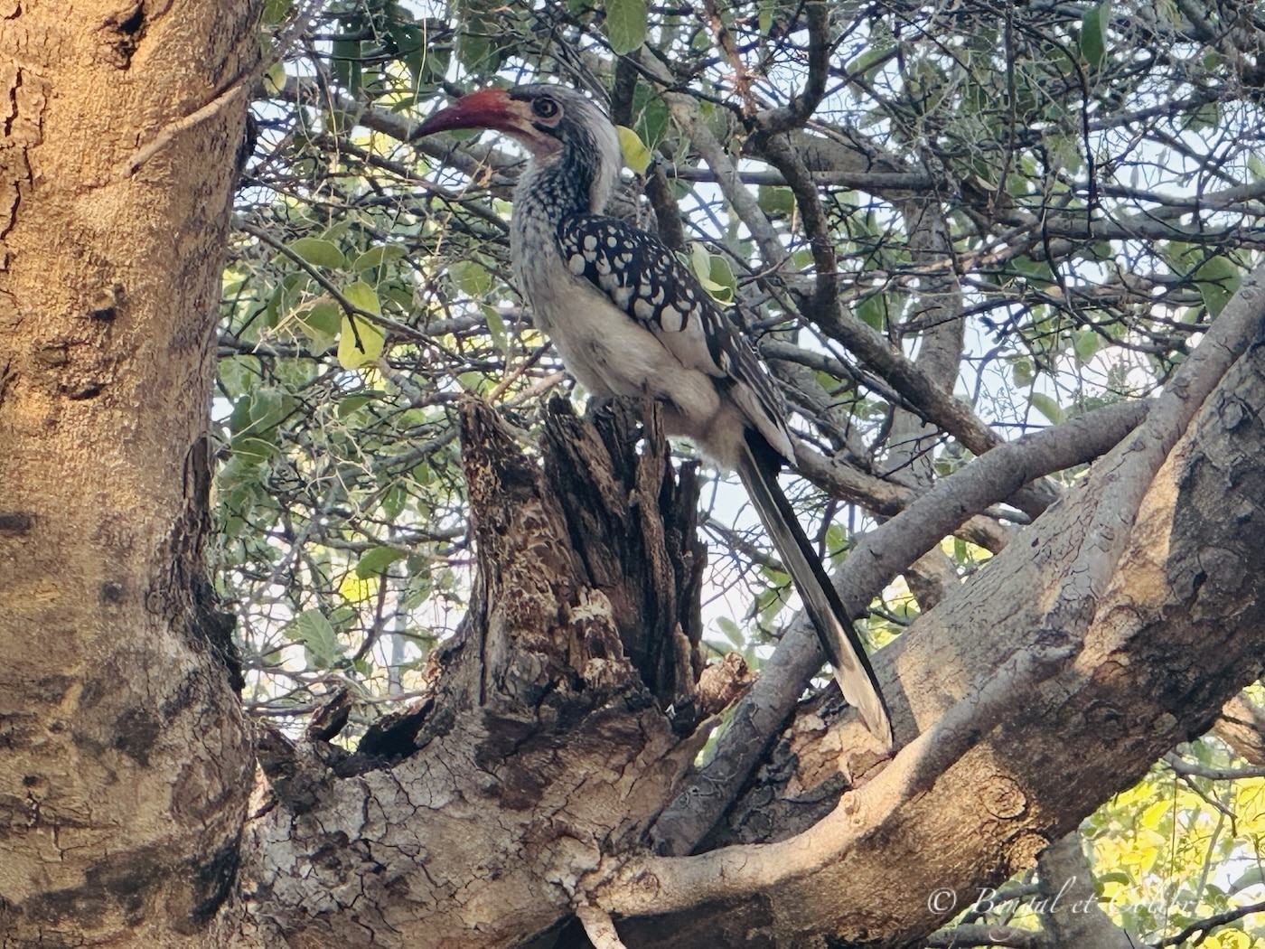 Botswana