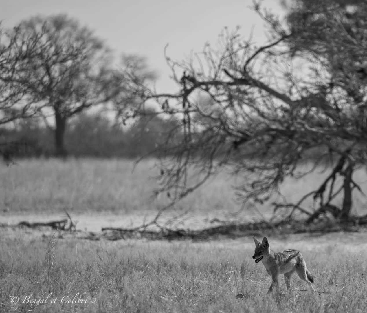 Botswana