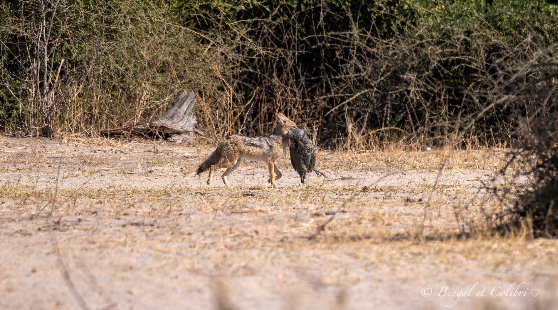 Botswana
