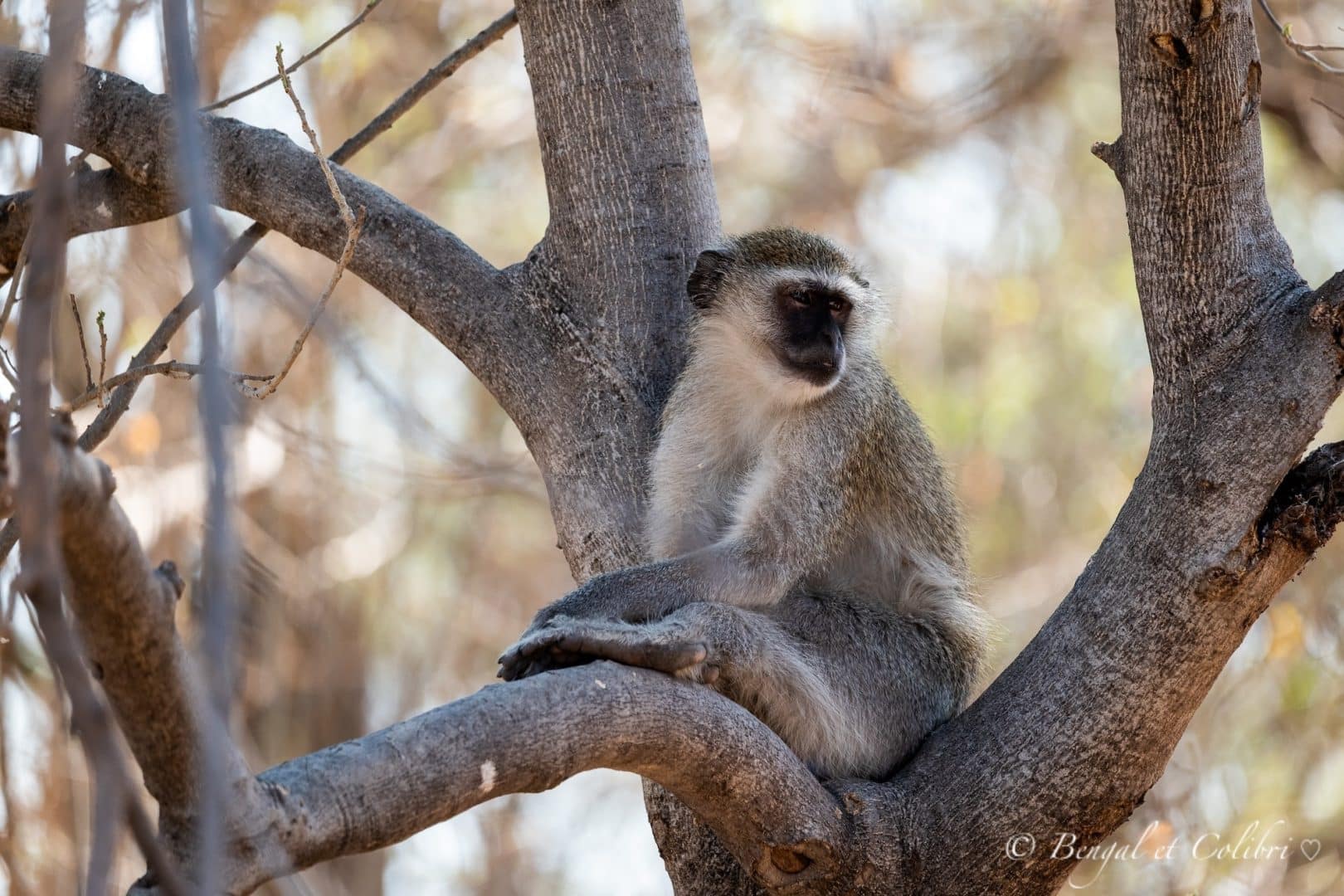 Botswana