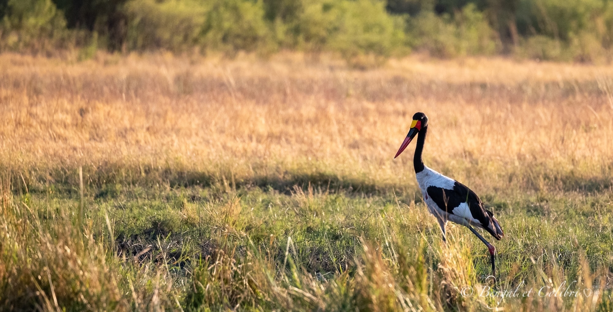 Botswana
