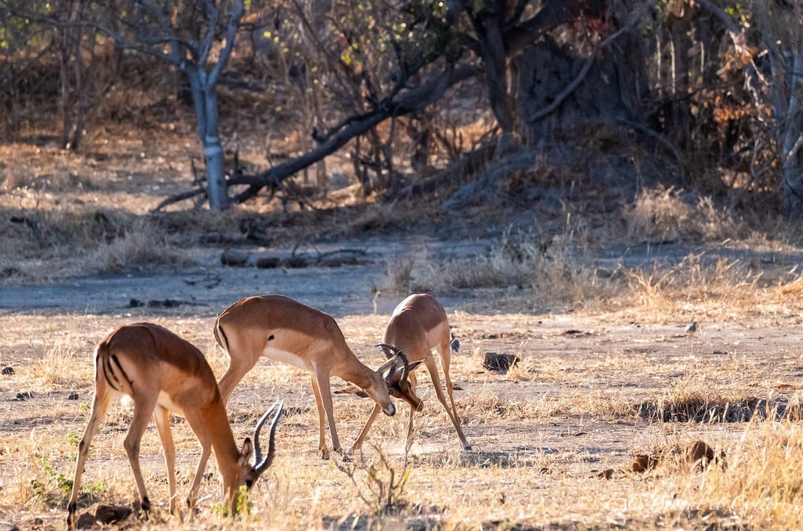 Botswana