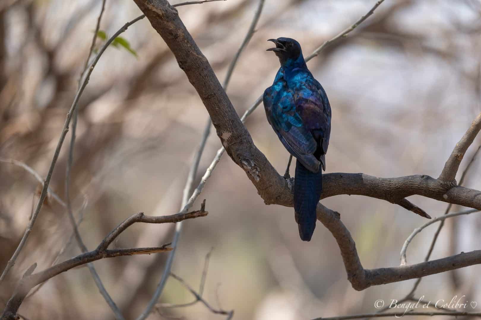 Botswana