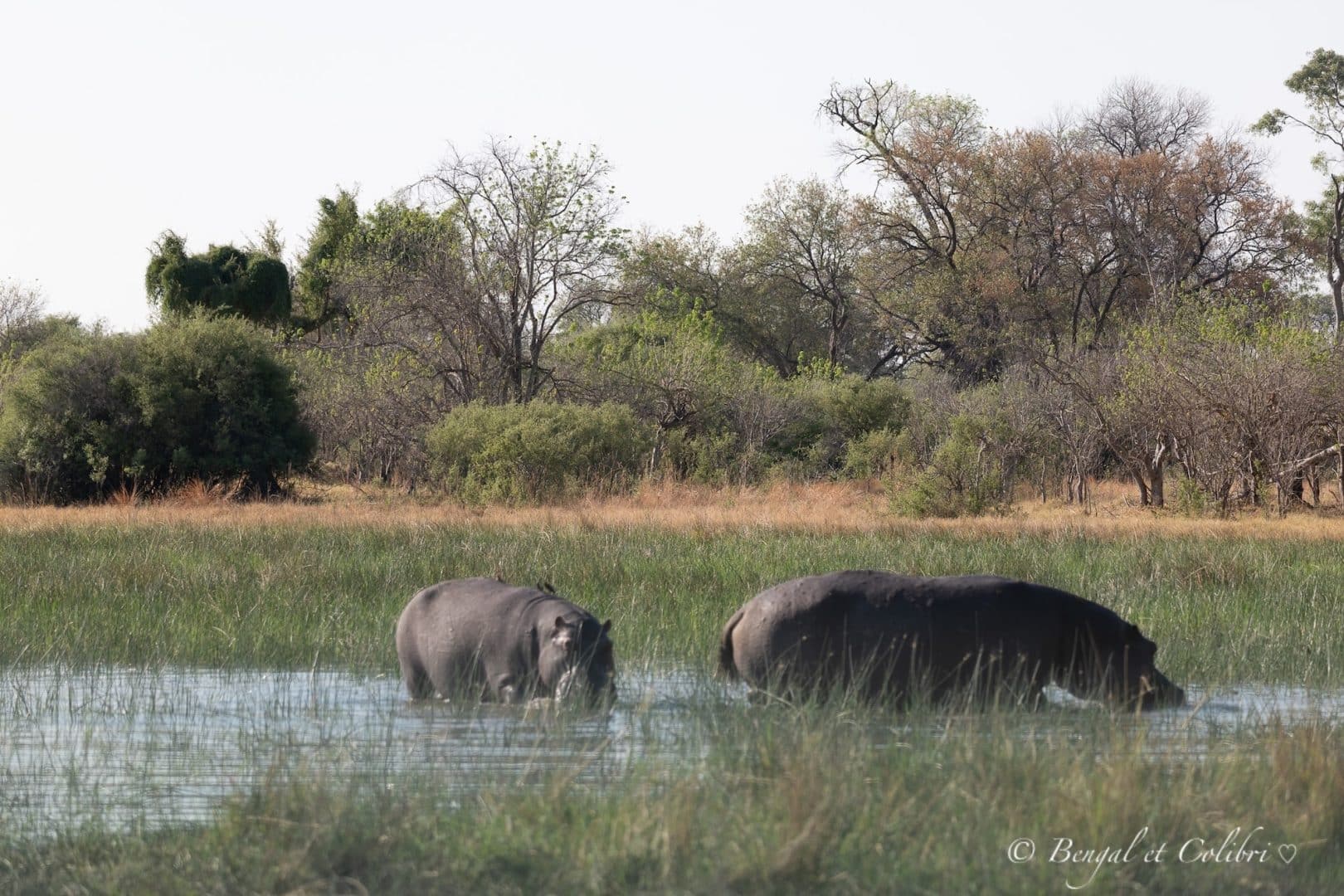 Botswana