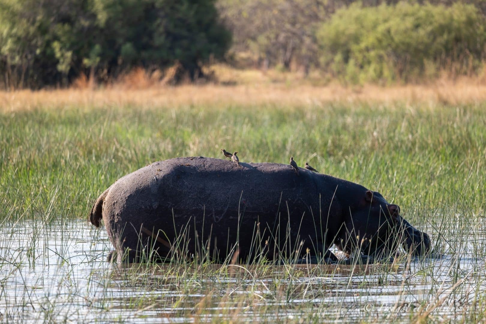 Botswana
