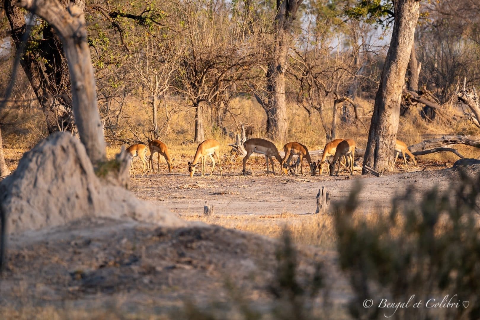 Botswana