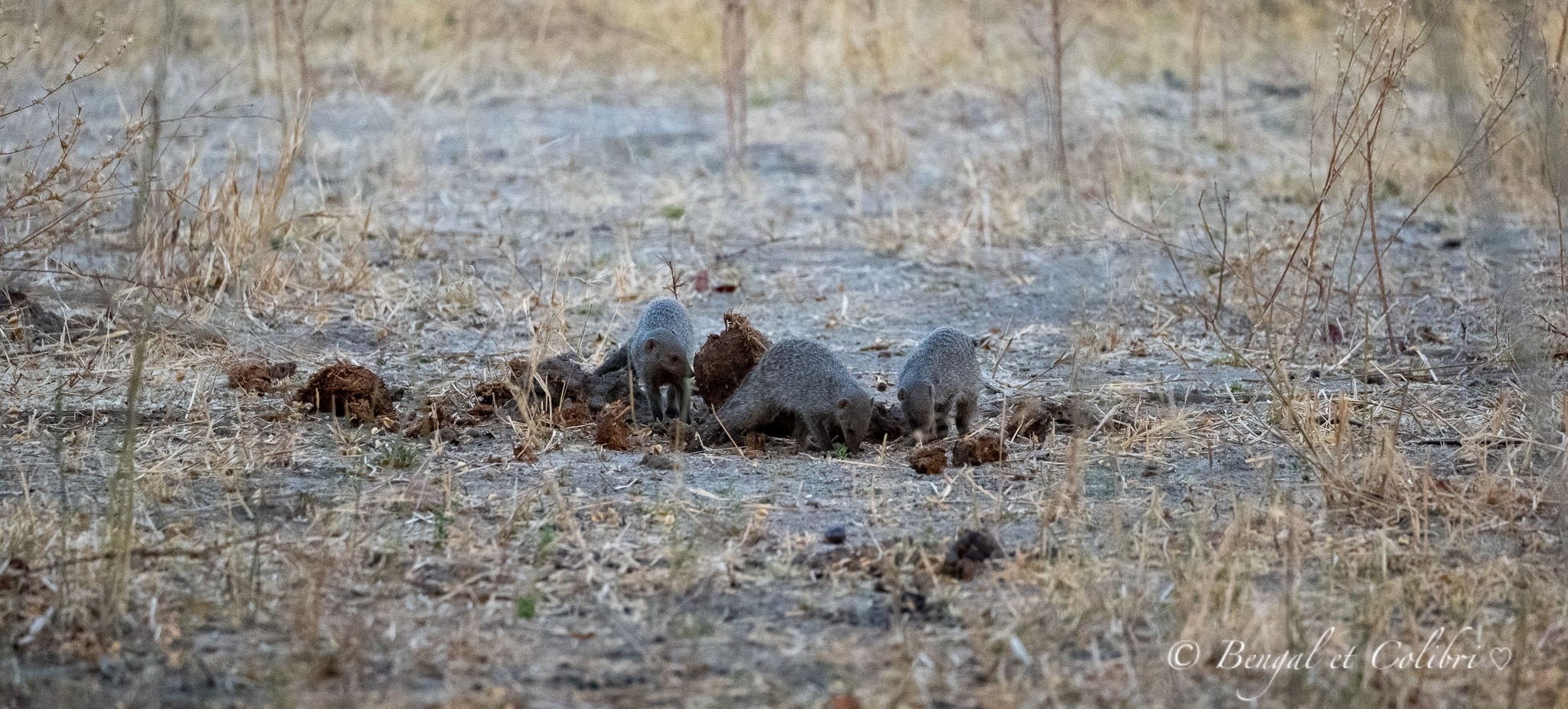 Botswana