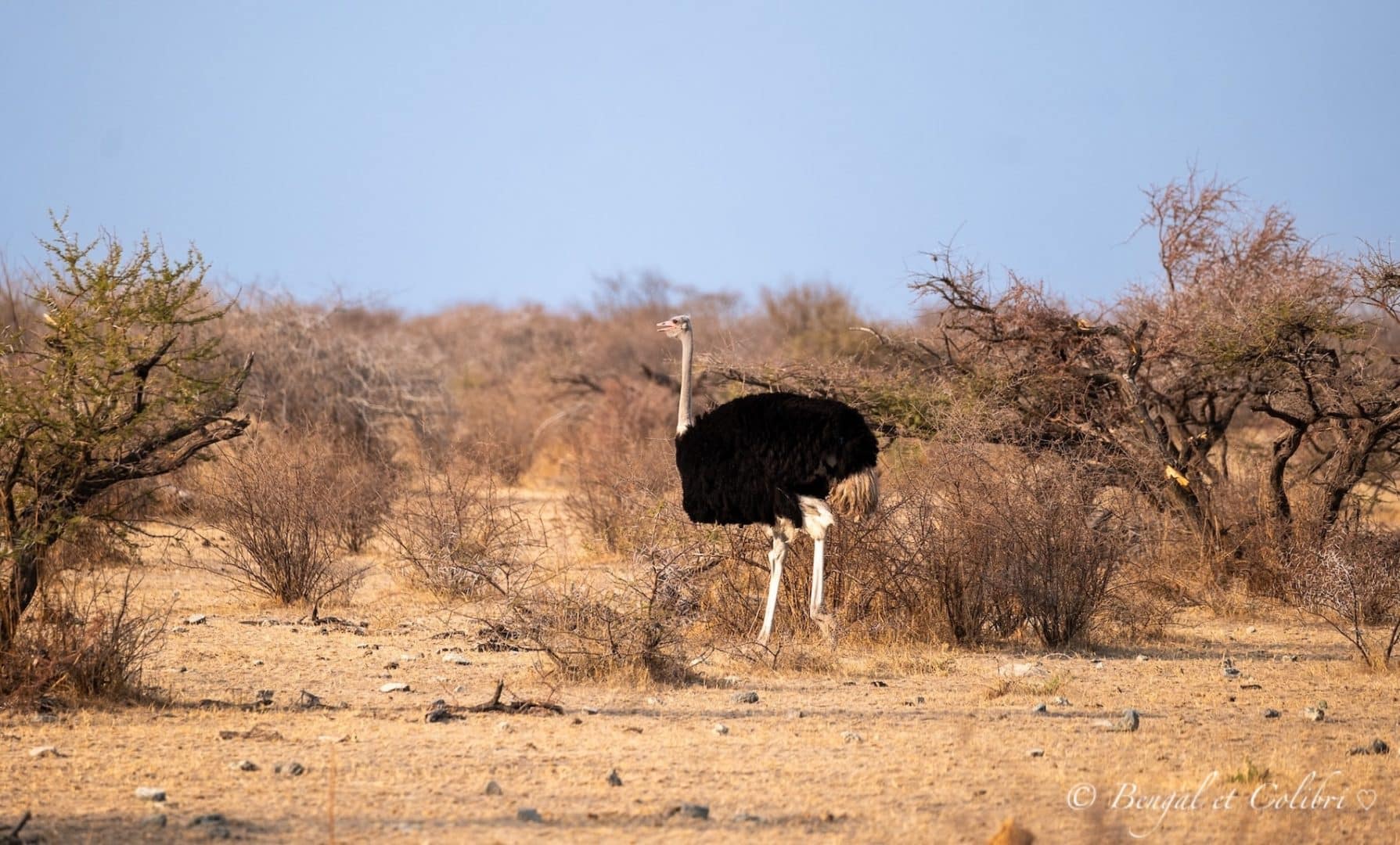 Botswana
