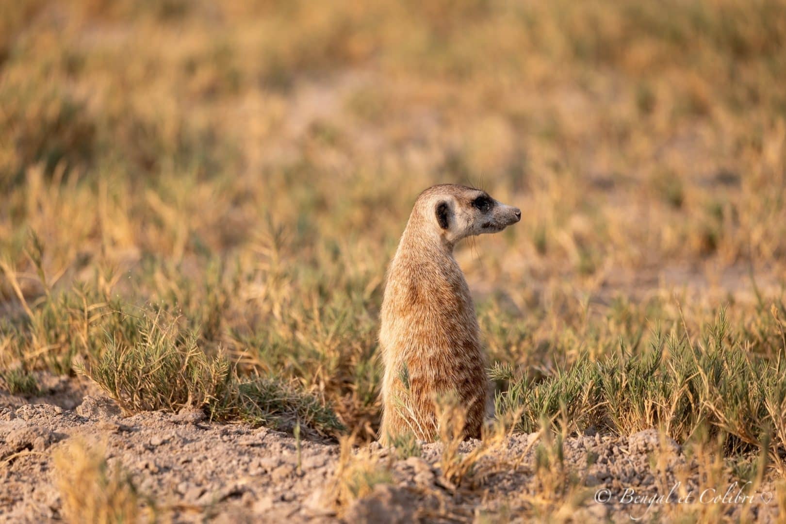 Botswana