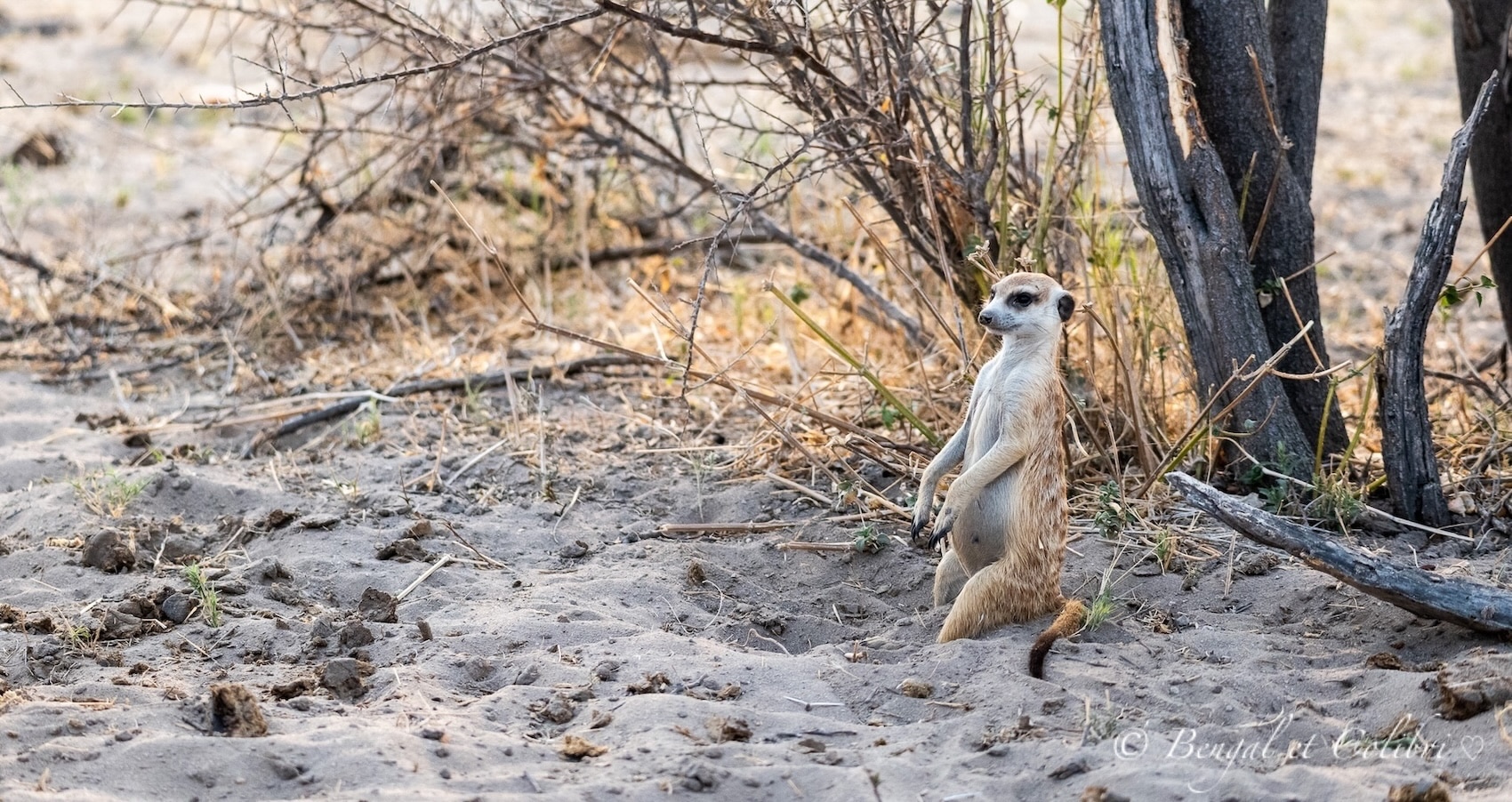 Botswana