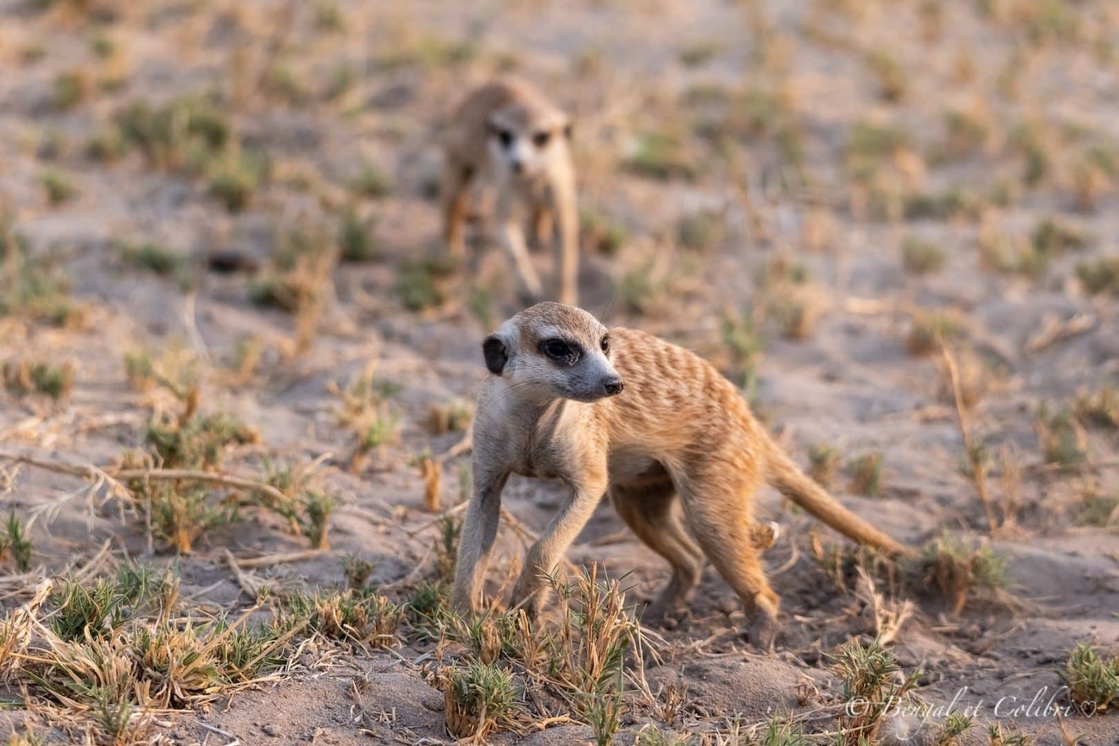 Botswana