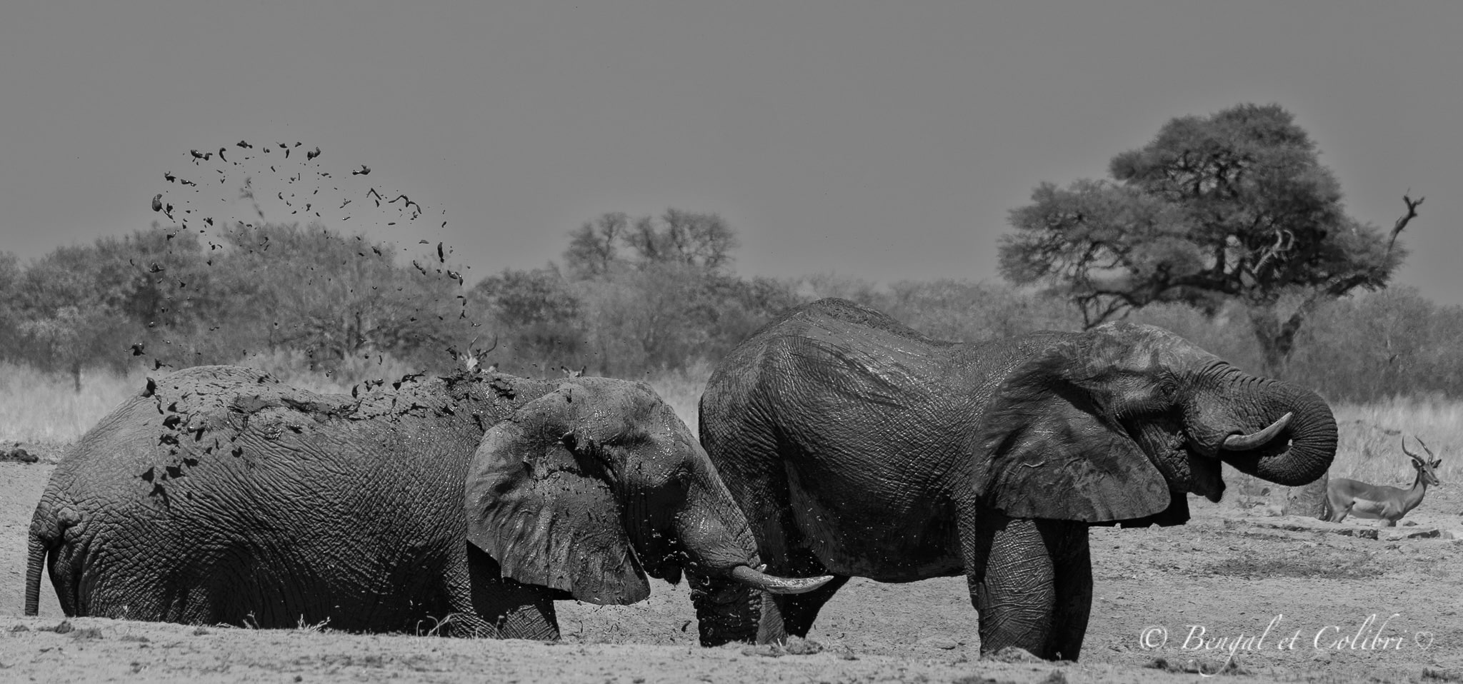 Botswana