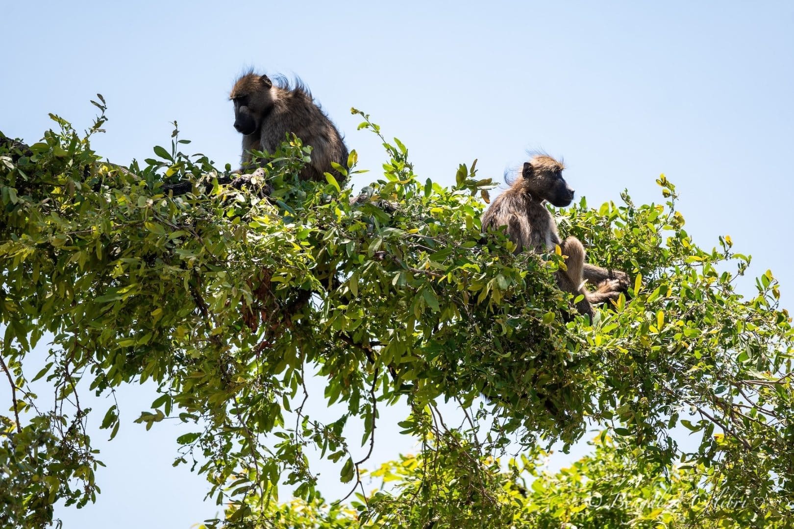 Botswana