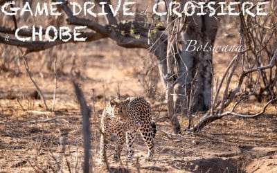 Game drive à Chobe et croisière sur la rivière – J12