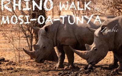Rhino Walk au Mosi-Oa-Tunya en Zambie – J14