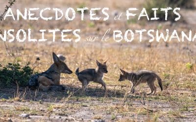 7 ANECDOTES ET FAITS INSOLITES SUR LE BOTSWANA